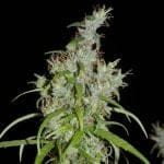 Kullu Valley Regular Seeds - 12-KHA-KULLU-REG-12