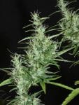 Kullu Valley Regular Seeds - 12-KHA-KULLU-REG-12