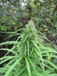 Kullu Valley Regular Seeds - 12-KHA-KULLU-REG-12