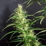 Kullu Valley Regular Seeds - 12-KHA-KULLU-REG-12
