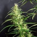 Kullu Valley Regular Seeds - 12-KHA-KULLU-REG-12