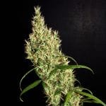 Rasol Village Regular Seeds - 12-KHA-RASOL-REG-12