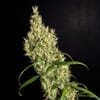 Rasol Village Regular Seeds - 12-KHA-RASOL-REG-12