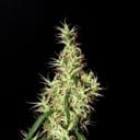Rasol Village Regular Seeds - 12-KHA-RASOL-REG-12