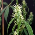 Rasol Village Regular Seeds - 12-KHA-RASOL-REG-12