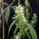 Rasol Village Regular Seeds - 12-KHA-RASOL-REG-12