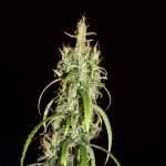 Chebarkul Siberian Ruderalis CBD Auto Regular Seeds - 12-KHA-SIBRUD-CBD-AUTO-REG-12