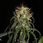 Chebarkul Siberian Ruderalis CBD Auto Regular Seeds - 12-KHA-SIBRUD-CBD-AUTO-REG-12