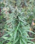 Chebarkul Siberian Ruderalis CBD Auto Regular Seeds - 12-KHA-SIBRUD-CBD-AUTO-REG-12