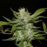 Sheberghan Hashplant Regular Seeds - 12-KHA-SHEB-REG-12