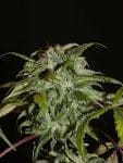 Sheberghan Hashplant Regular Seeds - 12-KHA-SHEB-REG-12