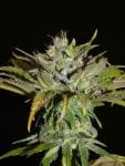Sheberghan Hashplant Regular Seeds - 12-KHA-SHEB-REG-12
