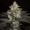 Balkh Hashplant Regular Seeds - 12-KHA-BALKH-REG-12