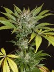 Balkh Hashplant Regular Seeds - 12-KHA-BALKH-REG-12