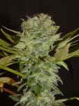 Balkh Hashplant Regular Seeds - 12-KHA-BALKH-REG-12