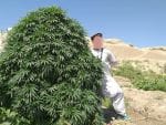 Balkh Hashplant Regular Seeds - 12-KHA-BALKH-REG-12