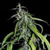 Muang Sing Lao Highland Tribe Regular Seeds - 12-KHA-LAOHI-REG-12