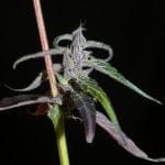 Muang Sing Lao Highland Tribe Regular Seeds - 12-KHA-LAOHI-REG-12