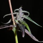 Muang Sing Lao Highland Tribe Regular Seeds - 12-KHA-LAOHI-REG-12