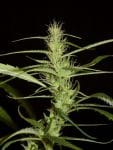 Muang Sing Lao Highland Tribe Regular Seeds - 12-KHA-LAOHI-REG-12