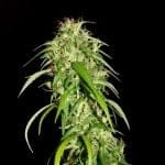 Kerala Chellakutti Regular Seeds - 12-KHA-CHELLA-REG-12