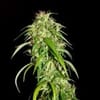 Kerala Chellakutti Regular Seeds - 12-KHA-CHELLA-REG-12