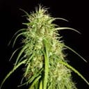 Kerala Chellakutti Regular Seeds - 12-KHA-CHELLA-REG-12
