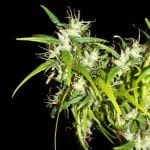 Kerala Chellakutti Regular Seeds - 12-KHA-CHELLA-REG-12