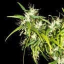 Kerala Chellakutti Regular Seeds - 12-KHA-CHELLA-REG-12