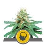 Amnesia Haze Regular Seeds - 10-RQS-AH-REG-10