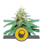 Amnesia Haze редовен семена - 10-RQS-AH-REG-10