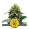 White Widow Regulär Samen - 10-RQS-WW-REG-10