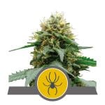 White Widow редовен семена - 10-RQS-WW-REG-10