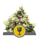 Critical Regular Seeds - 10-RQS-CR-REG-10