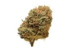 Critical Mass Regular Seeds - 10-AMG-CRMASS-REG-10
