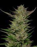 Don Carlos Regular Seeds - 10-HUMB-DCA-10-R