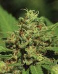 Emerald Fire OG Regular Seeds - 10-HUMB-EFO-10-R