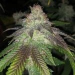 Kuntz Feminised Seeds - 5-PF-021-F5