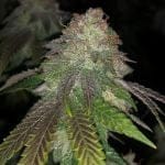 Kuntz Feminised Seeds - 5-PF-021-F5