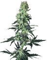 Amnesia White Regular Seeds - 10-WHITE-AMNWH-REG-10