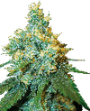 White Label Jack Herer Regular Seeds - 10-WHITE-WLJH-REG-10
