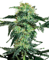 White Ice Regular Seeds - 10-WHITE-WHICE-REG-10