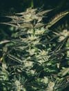 Jupiter OG Kush Feminised Seeds - 6-CC-JOGK-FEM-6