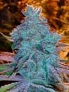 Girl Scout Cookies Auto Feminised Seeds - 6-CC-GSC-AUTO-FEM-6