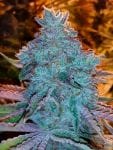 Girl Scout Cookies Auto Feminised Seeds - 6-CC-GSC-AUTO-FEM-6