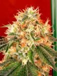 Deadhead OG Auto Feminised Seeds - 6-CC-DHOG-AUTO-FEM-6