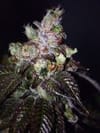 Island Punch Auto Feminised Seeds - 6-CC-IP-AUTO-FEM-6