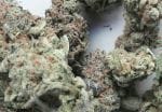 Jack the Ripper Feminised Seeds - 5-TGA-JTR-FEM-5