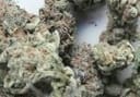 Jack the Ripper Feminised Seeds - 5-TGA-JTR-FEM-5
