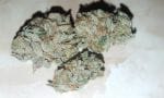 Jack the Ripper Feminised Seeds - 5-TGA-JTR-FEM-5